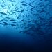 7月に釣れる魚10選！今のシーズンに海や堤防で狙える魚を紹介