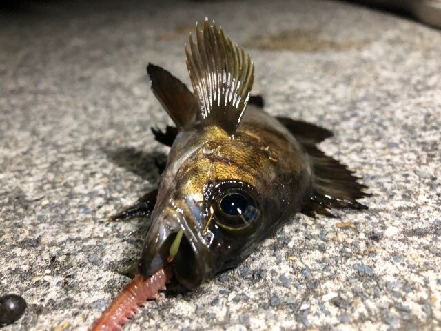 メバリングに適した時期とは メバル釣りの一番釣果が期待できる季節と月を紹介 Activeる