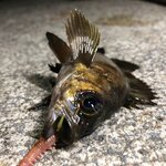 メバリングに適した時期とは?メバル釣りの一番釣果が期待できる季節と月を紹介