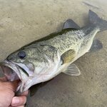 バス釣りのアクション18選!知っておくべきロッド・ルアー・ワームの動かし方とは?