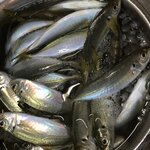 アジの締め方とは?初心者でも簡単にできる血抜きの方法も解説!