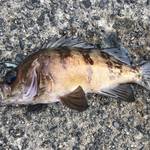 メバルの仕掛け特集!仕掛けごとのおすすめの釣り方とは?