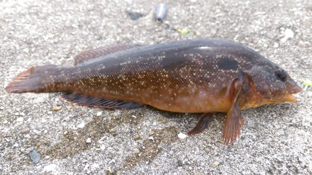 冬に釣れる魚とは 冬釣りの4つのポイントともに解説 Activeる