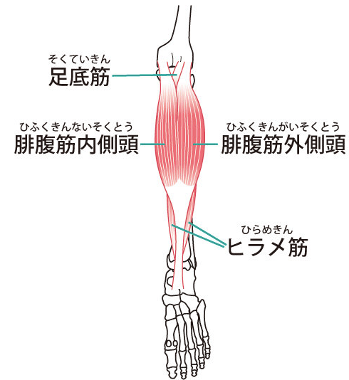 つま先立ちスクワットの効果とやり方とは 正しくすれば綺麗な美脚に Activeる