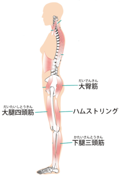 つま先立ちスクワットの効果とやり方とは 正しくすれば綺麗な美脚に Activeる
