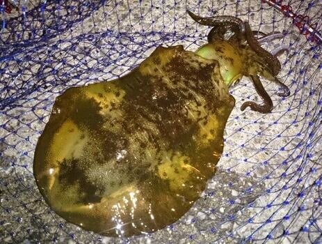 佐世保のエギングポイント6選 イカ釣り初心者へ攻略法を解説 Activeる Page 3