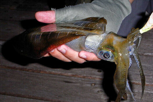 佐世保のエギングポイント6選 イカ釣り初心者へ攻略法を解説 Activeる