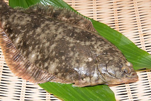 2月に釣れる魚9選 今のシーズンに海や堤防で狙える魚を紹介 Activeる Page 2