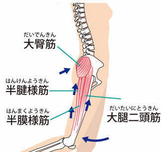 大臀筋の筋トレメニュー17選 お尻の筋肉を効率的な鍛え方を解説 Activeる