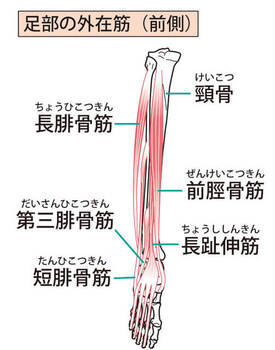 足の筋肉の名前とは ふくらはぎ 太もも 足の付け根の筋肉を解説 Activeる Page 2 足の筋肉の名前とは ふくらはぎ 太もも 足の付け根の筋肉を解説 Activeる Page 2