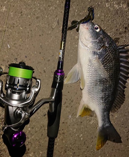 クロダイ チヌ をルアーで釣る方法 ゼロからはじめる初心者ガイド Activeる Page 2