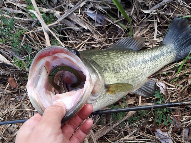 群馬のバス釣りガイド 吉井野池 利根川などのポイント8選 Activeる Page 2