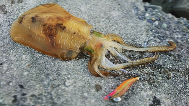 秋に釣れる魚とは？9月・10月・11月に狙える魚種 - Activeる!