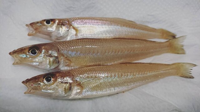 秋に釣れる魚とは 9月 10月 11月に狙える魚種 Activeる