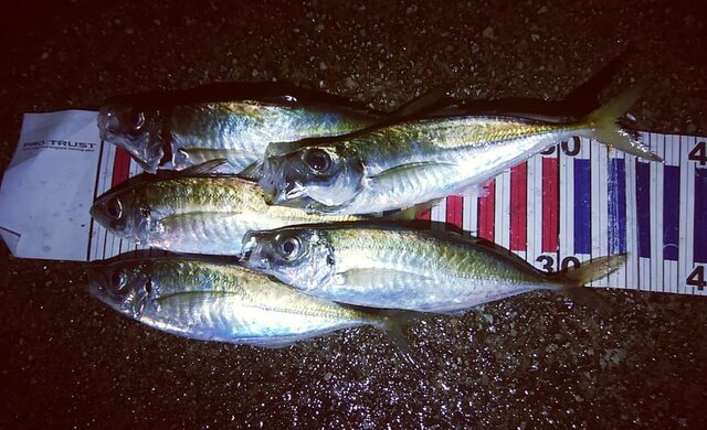 秋に釣れる魚とは？9月・10月・11月に狙える魚種 - Activeる!