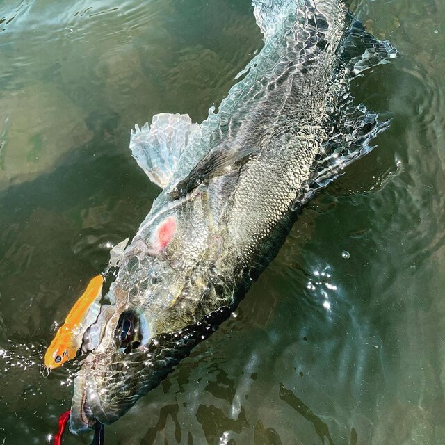 秋田のシーバス情報ガイド おすすめポイント8選と釣り方 仕掛け Activeる