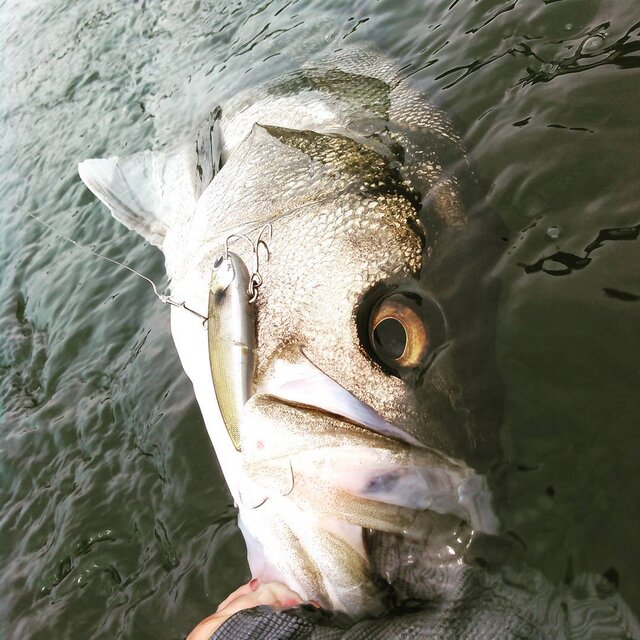 秋田のシーバス情報ガイド おすすめポイント8選と釣り方 仕掛け Activeる