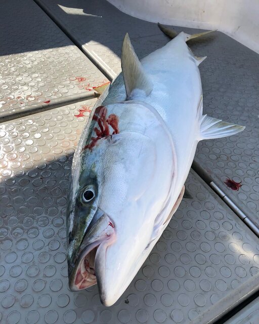 積丹でブリが釣りたい 初心者でも攻略できるスポットと釣り方とは Activeる