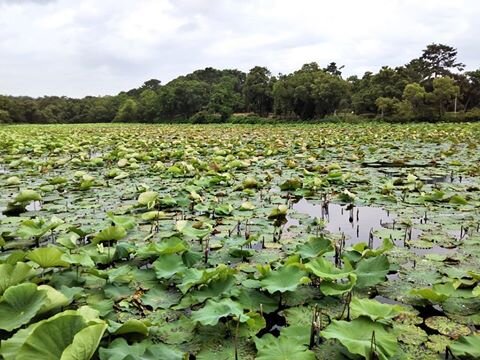 大阪府のバス釣りポイント8選 初めて行く人はどこがおすすめ 釣り場情報 Activeる