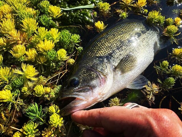 東京都のバス釣りポイント8選 初めて行く人はどこがおすすめ 釣り場情報 Activeる