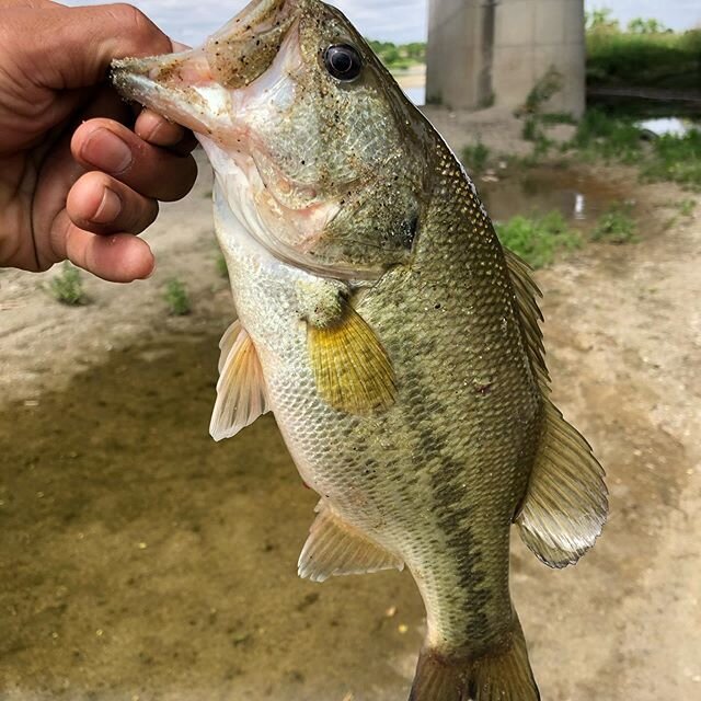 庄内川のおすすめ釣りポイントとは ブラックバスやウナギ釣りを楽しもう Activeる