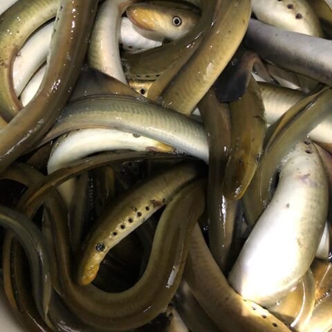 北海道でうなぎは釣れるの 昔はヤツメウナギが人気だった Activeる