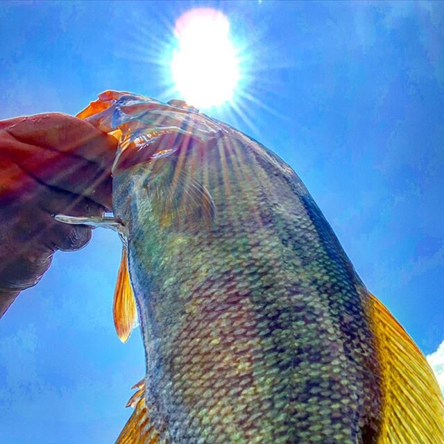 郡山のバス釣りポイント8選 おかっぱり ボートから狙おう 釣り場情報 Activeる