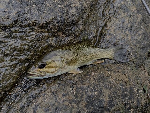 郡山のバス釣りポイント8選 おかっぱり ボートから狙おう 釣り場情報 Activeる