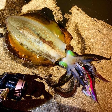 長崎のエギングポイント8選 イカ釣り初心者へ攻略法を解説 Activeる