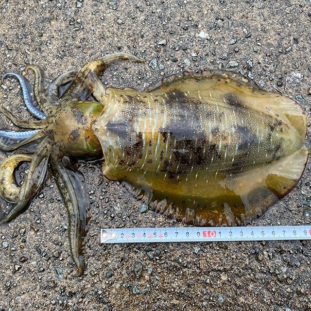 天草のエギングポイント8選 熊本のイカ釣り攻略法を解説 Activeる