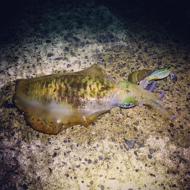 天草のエギングポイント8選 熊本のイカ釣り攻略法を解説 Activeる