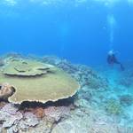 MSO那覇店のダイビングは水面ツルツルの海を満喫!