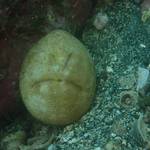 生物の模様は色々面白いですよね