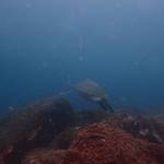 カメはテトラち浅場に