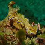 ウミウシの量はかなり多い