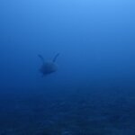 あけましておめでとうございます