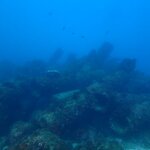 サメは土管方面に集中?