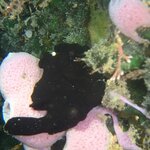 タツやカエルも出てき始めました。
