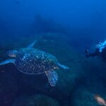 3連休明けにもカメに遭遇!