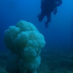 カメが定位置が発覚!