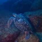 ボートのカメ遭遇率100%が継続中!