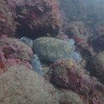 ビーチでもウミガメ!
