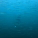 南方種の生物が増えています。