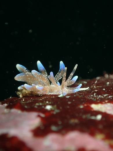 新しいウミウシ図鑑が出たのでー いまさら Msoダイビングマガジン