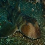 ネコザメ、カメ、ウミウシ、ハナタツ