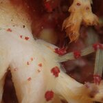 少しずつ透明度もよくなってきてマクロネタ豊富な秋を