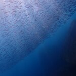 現在の宇佐美ビーチの生物情報☆