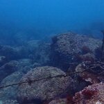 ウミウシの写真を整理していたら、、、、