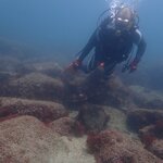 透明度も良好、夏の生物も出てきました!土管ネコも健在!
