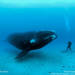 Portfolios «  Brian Skerry Photography